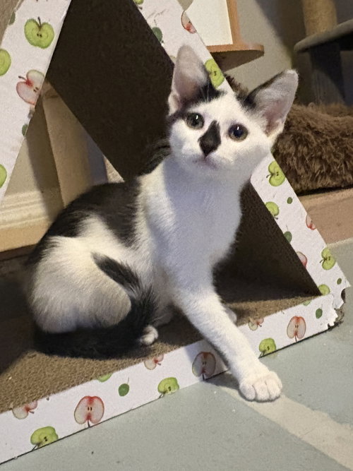 Zazu, an adoptable Domestic Short Hair in Phoenix, AZ