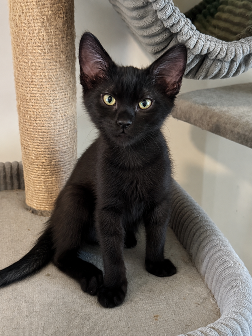 Pumba, an adoptable Domestic Short Hair in Phoenix, AZ
