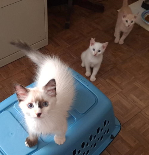 Ashton, an adoptable Siamese in Phoenix, AZ