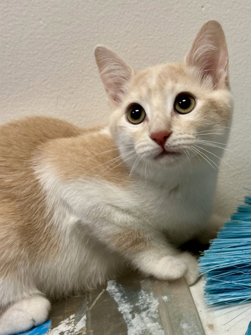 Bolt, an adoptable Domestic Short Hair in Phoenix, AZ