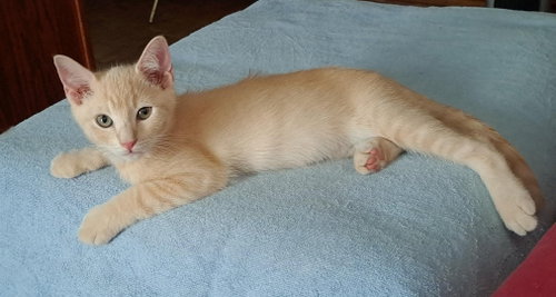 Julius, an adoptable Domestic Short Hair in Phoenix, AZ