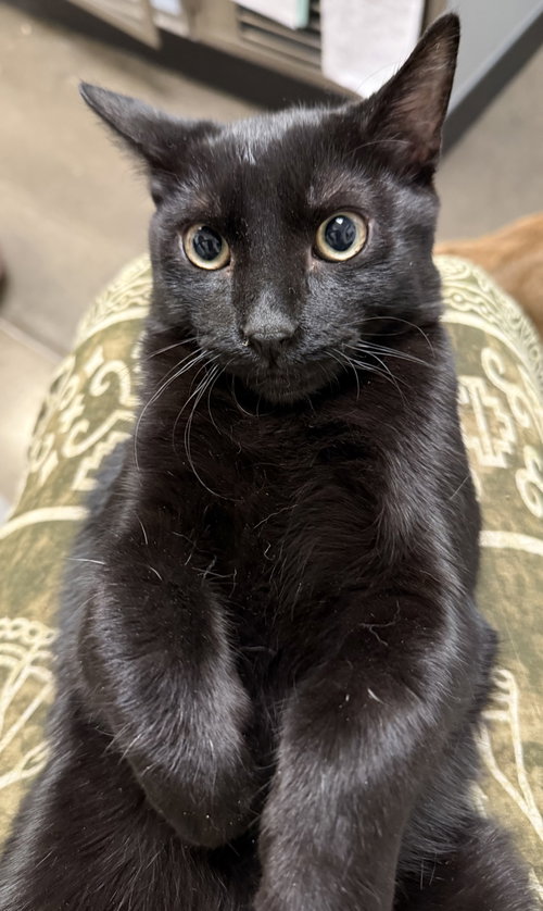 picture of the cat needing adoption