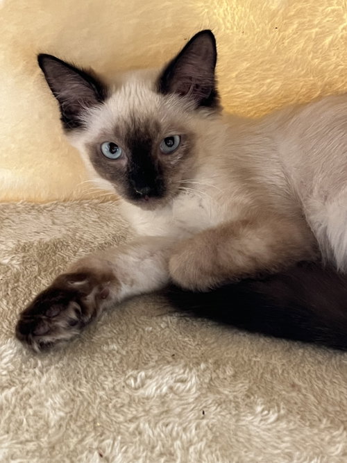 Buffy, an adoptable Siamese in Phoenix, AZ