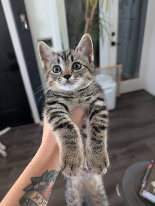 Indy