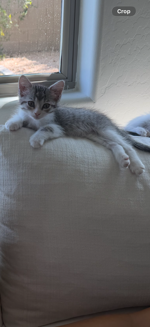Poppy