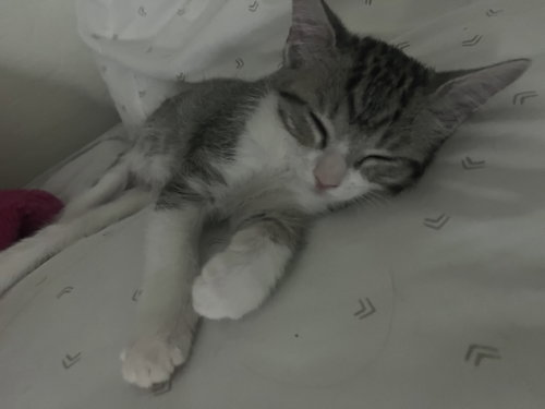 Poppy photo 2