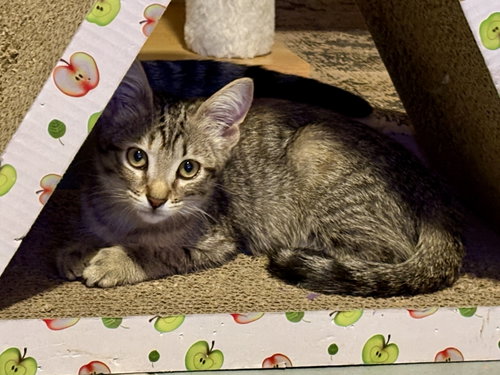 Willow photo 2