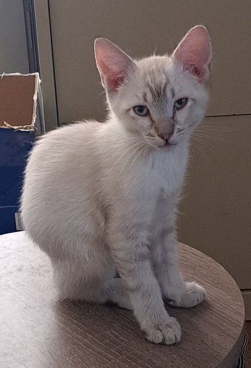 Koa