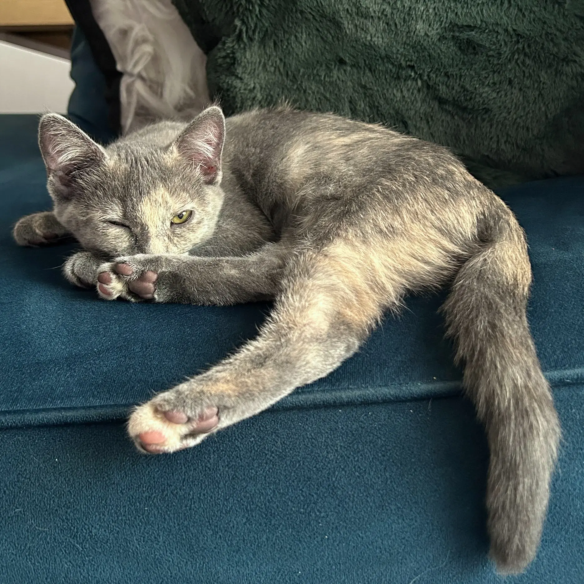 Poppy - Dilute Tortoiseshell
