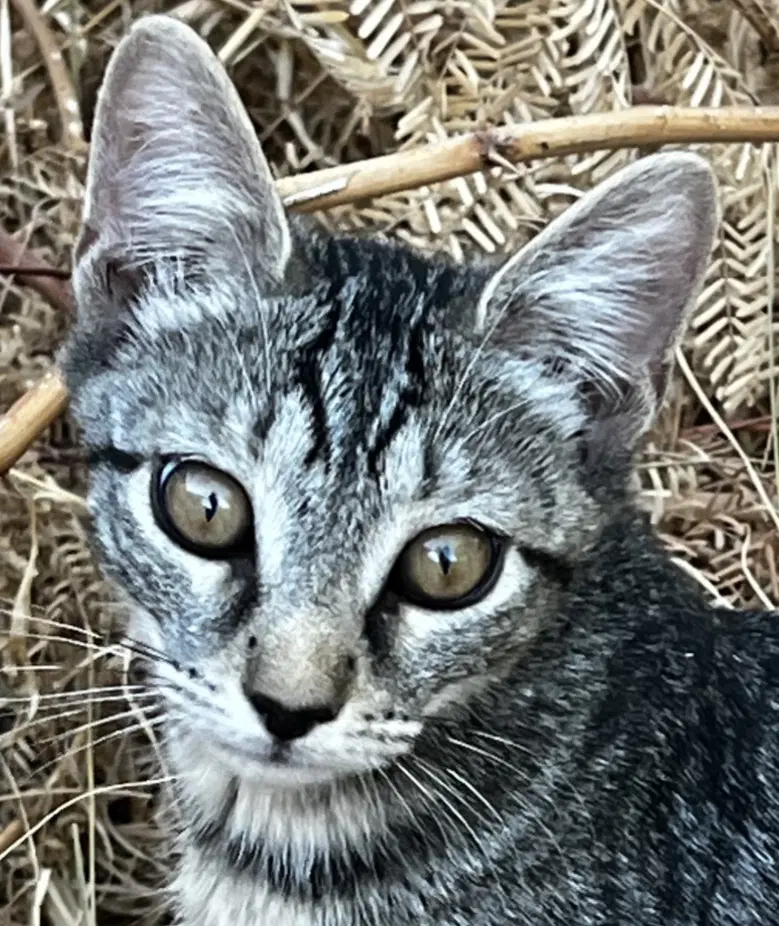 Amalia - Domestic Short Hair