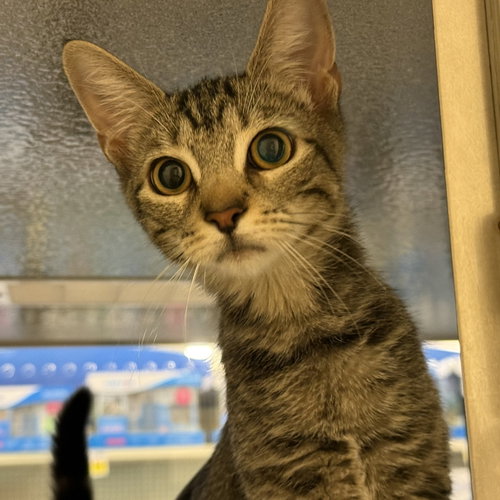 picture of the cat needing adoption