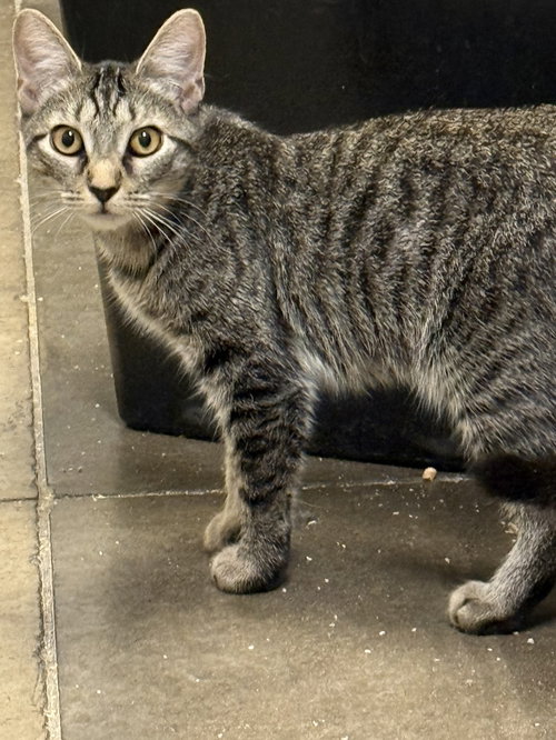 picture of the cat needing adoption