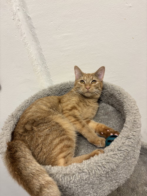 picture of the cat needing adoption
