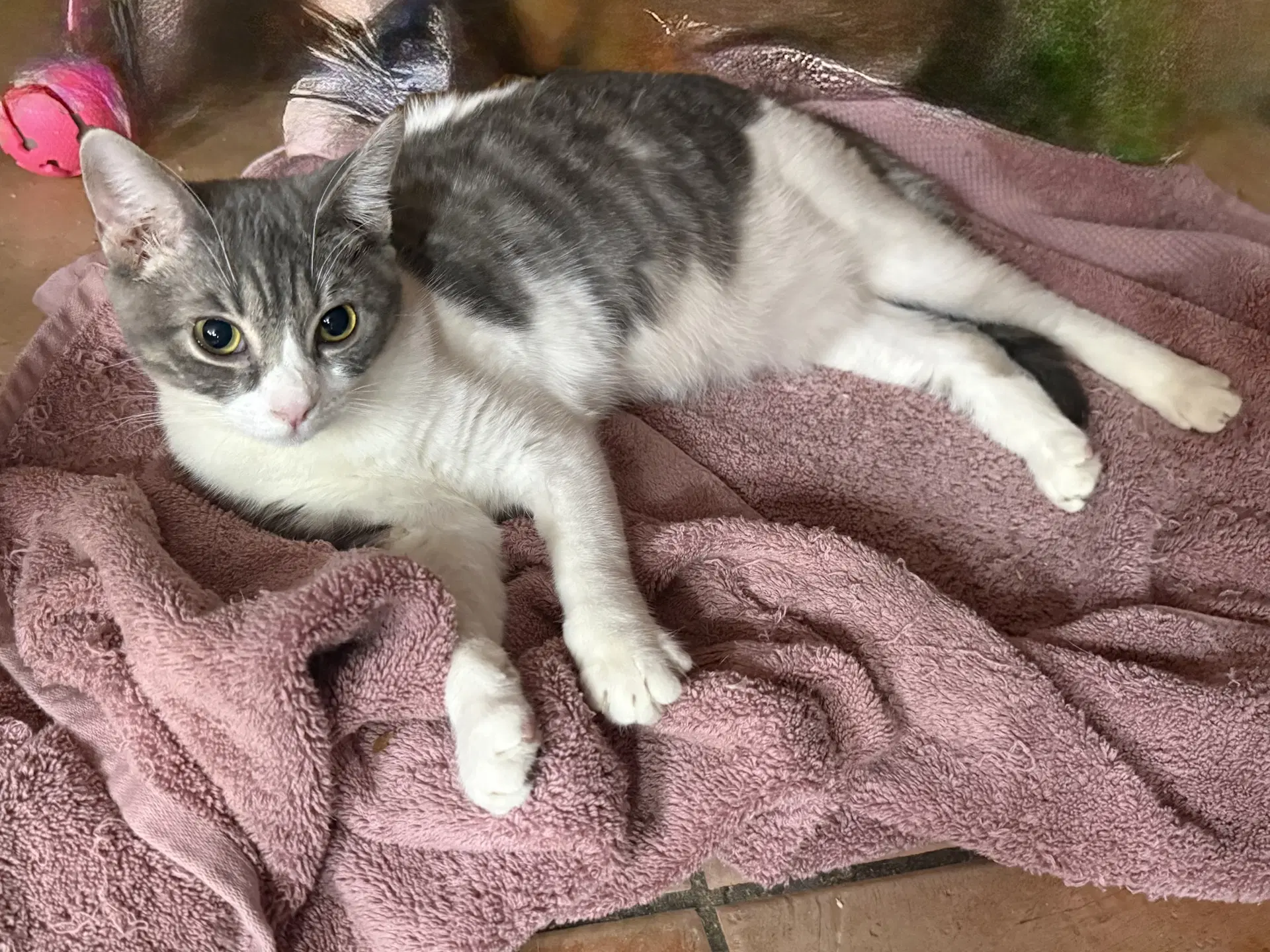 Eirene - Tabby