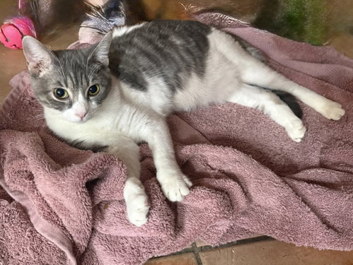 picture of the cat needing adoption