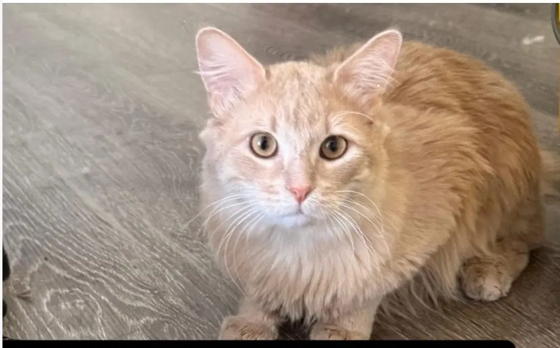 Tuna Bonded With Bunny - Maine Coon