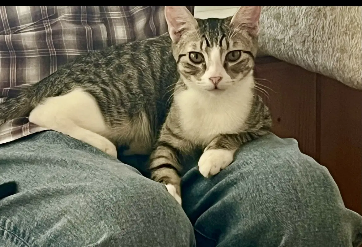 Freeda - Domestic Short Hair