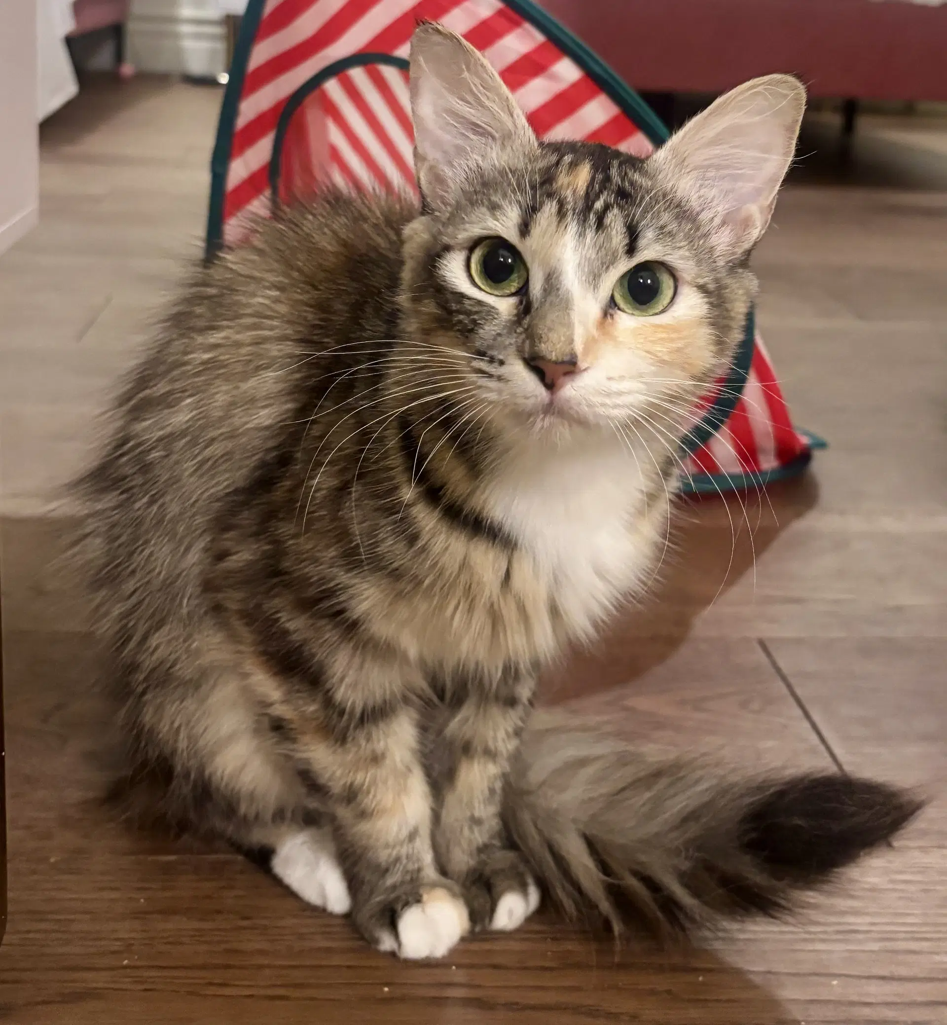 Paprika - Calico