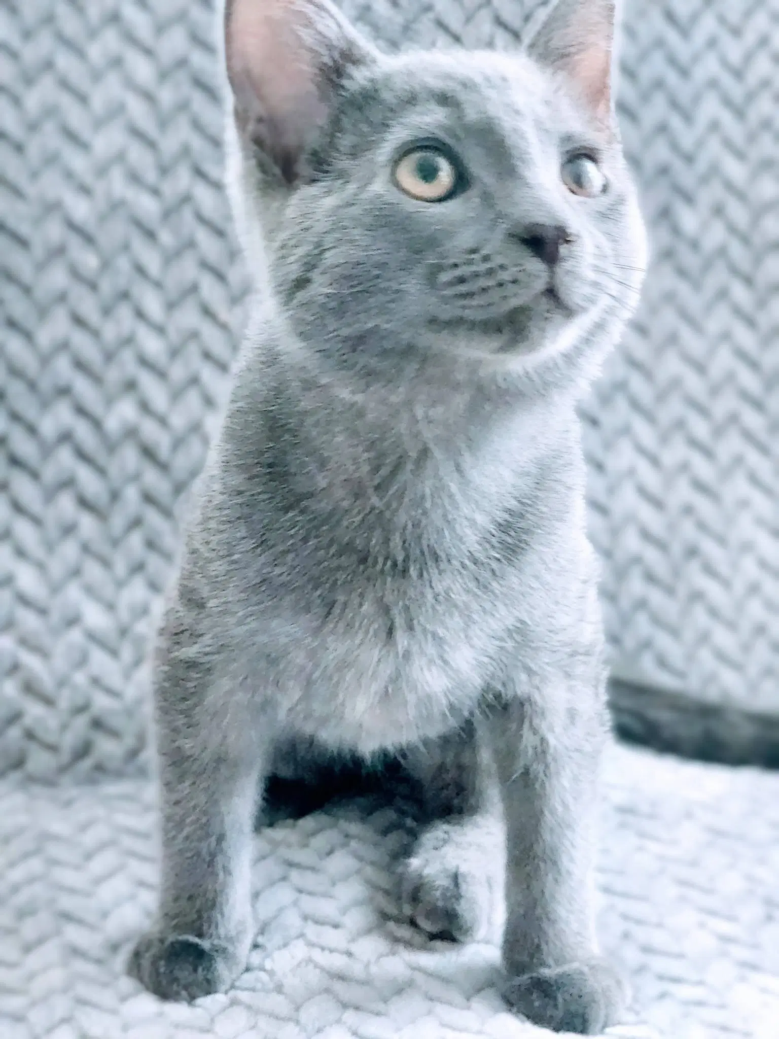 Scooter Bonded With Tooter - Russian Blue