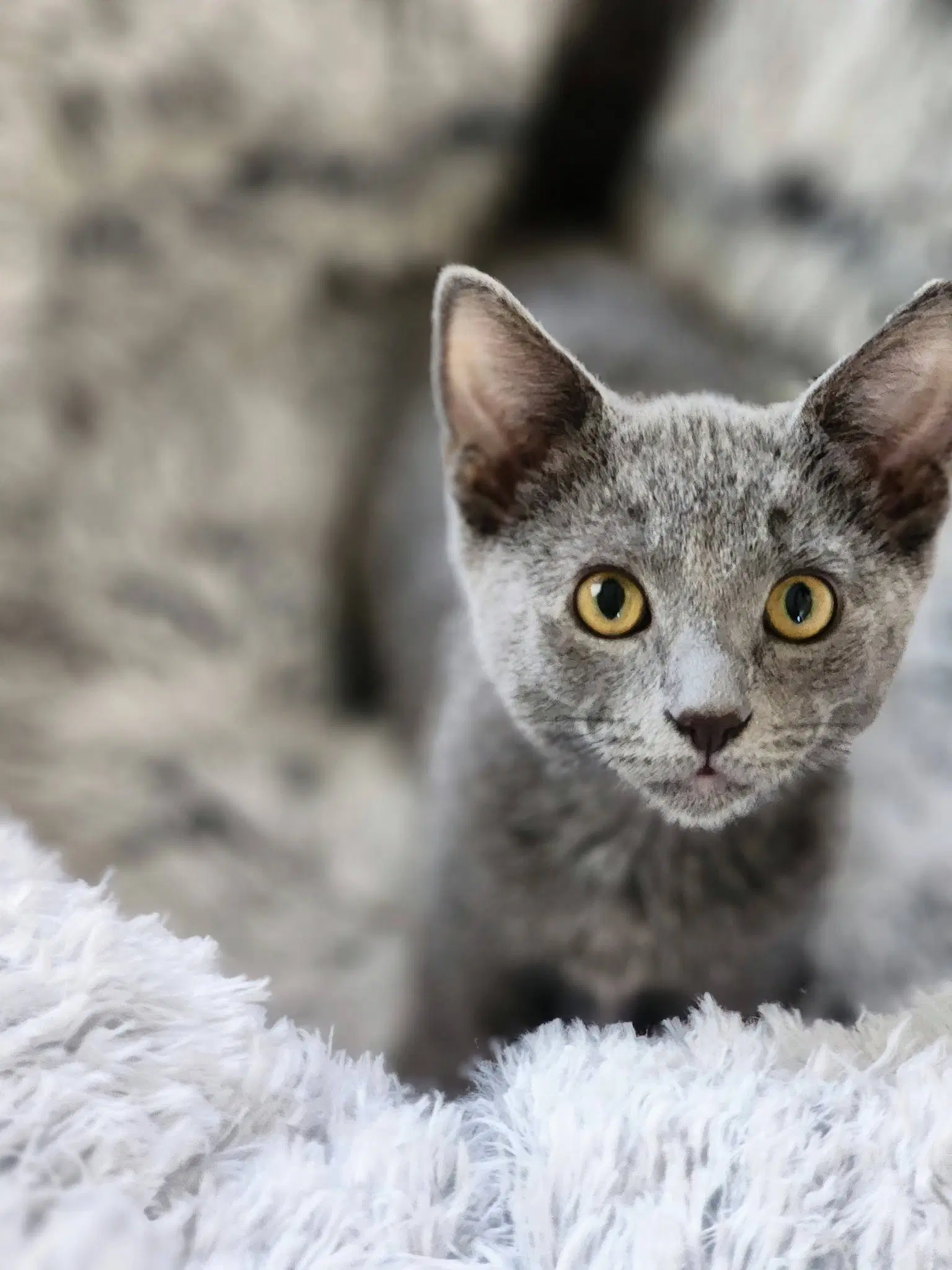 Tooter Bonded To Scooter - Russian Blue