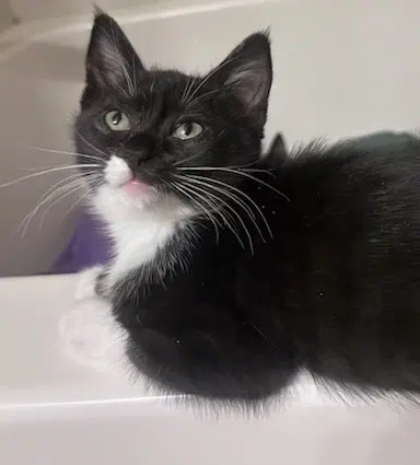 Ivy - Tuxedo