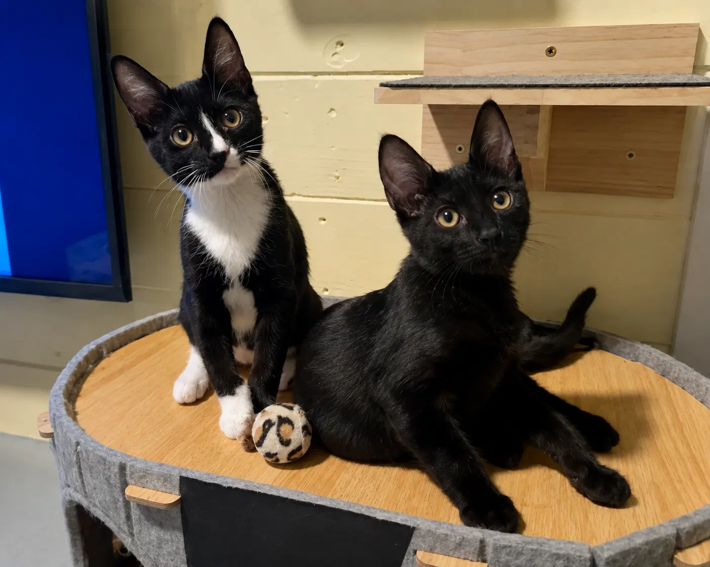 Slinky Bonded With Bo Peep - Domestic Short Hair