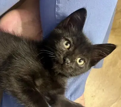 Clover - Domestic Short Hair