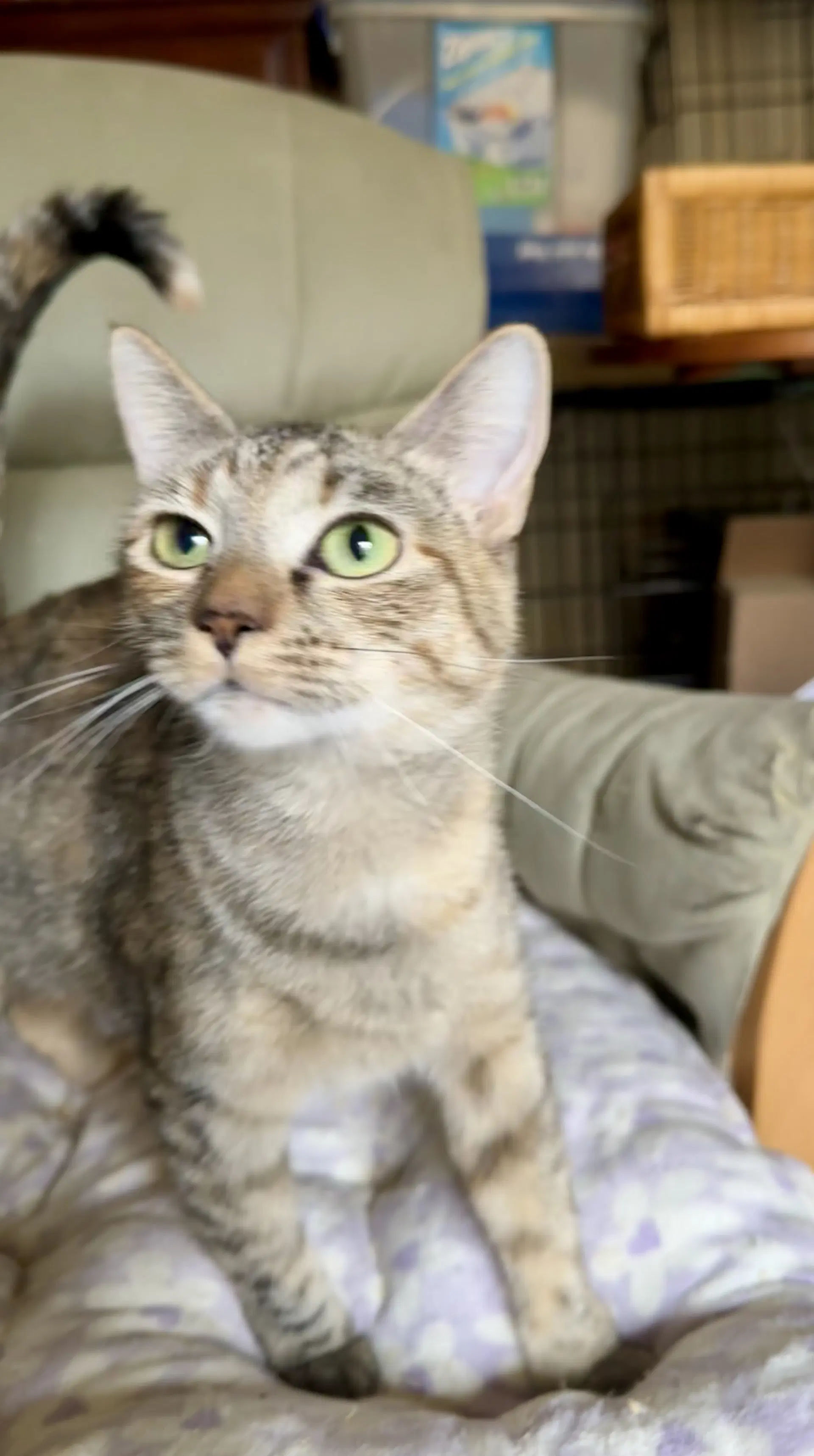Maddie - Tortoiseshell