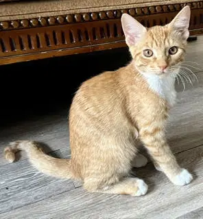 Mangoneada - Domestic Short Hair