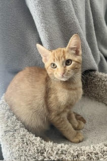 Quesillo - Domestic Short Hair