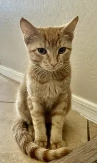 Ketamine - Domestic Short Hair