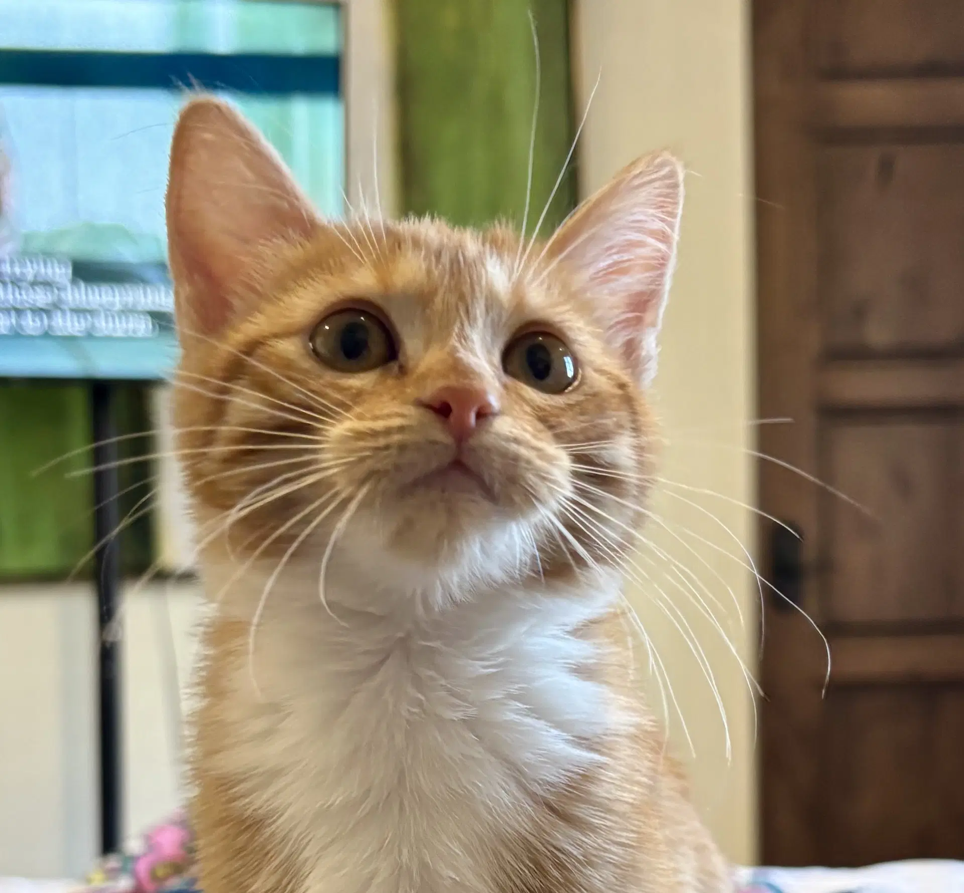 Maggie - Domestic Short Hair