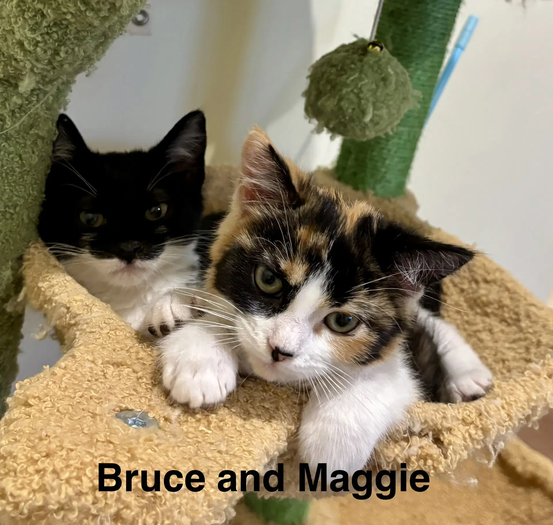 Maggie image 3
