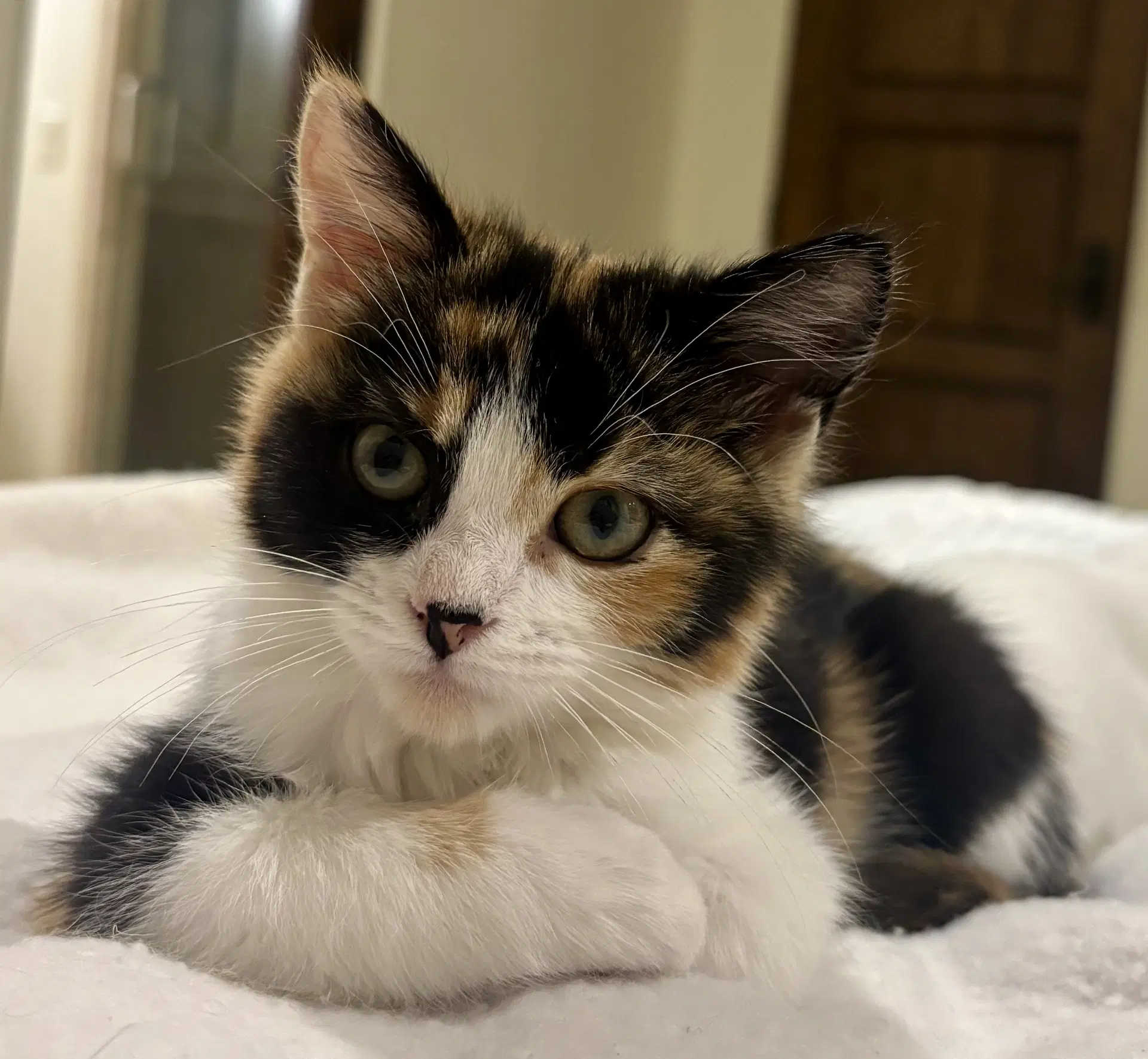 Charlotte - Domestic Short Hair