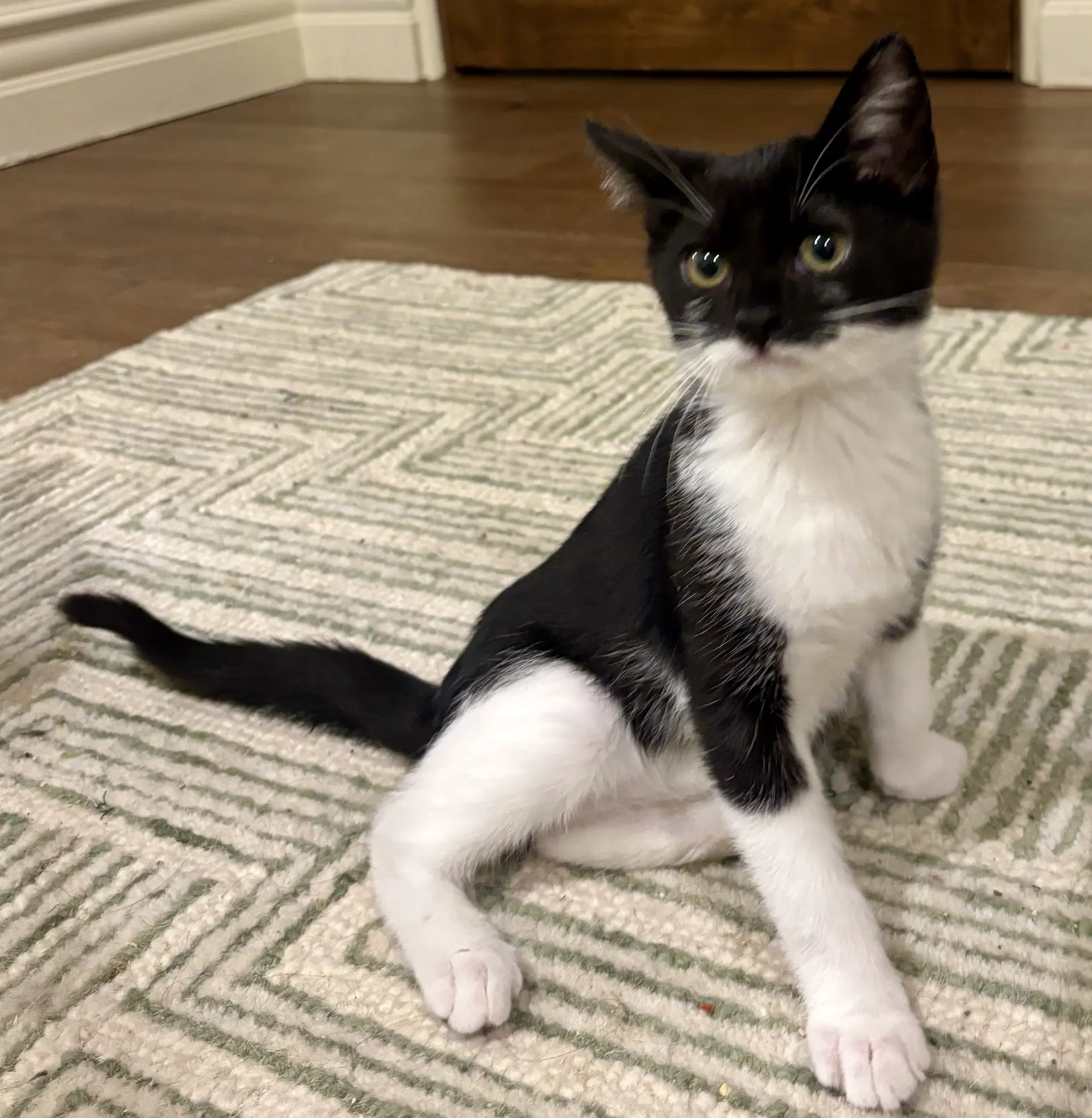 Bruce - Domestic Short Hair