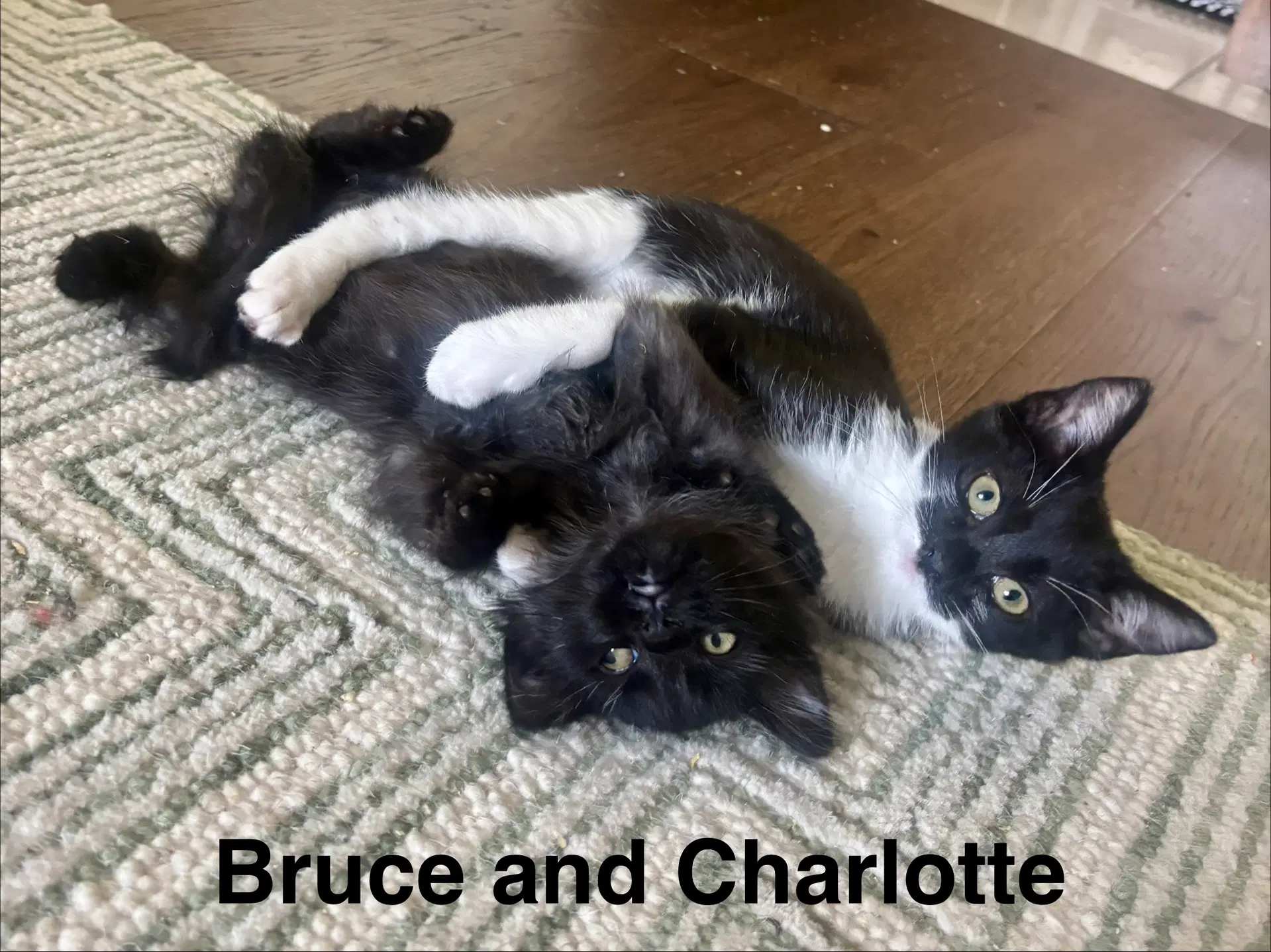 Bruce image 4