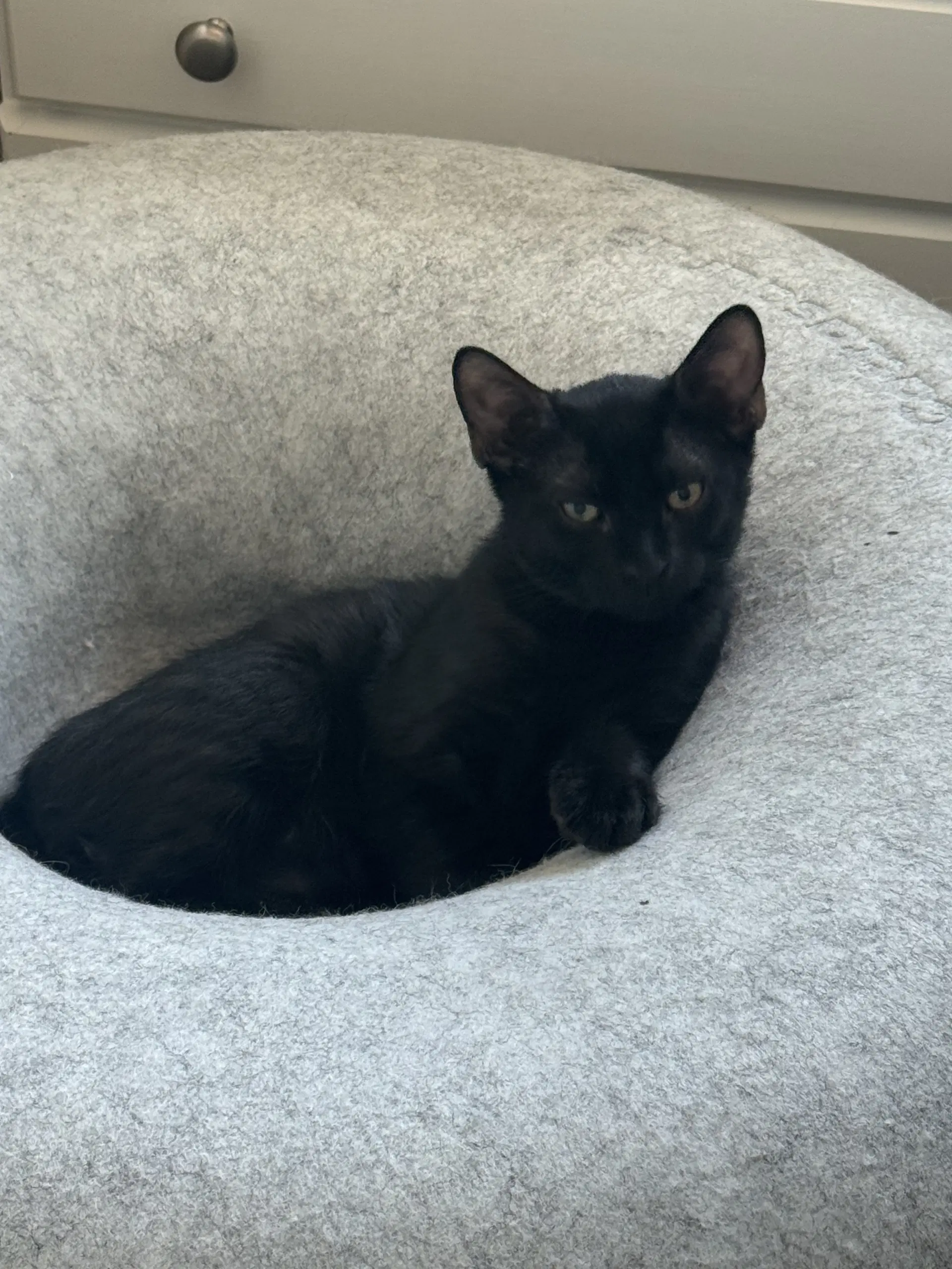 Pumpernickel - Domestic Short Hair