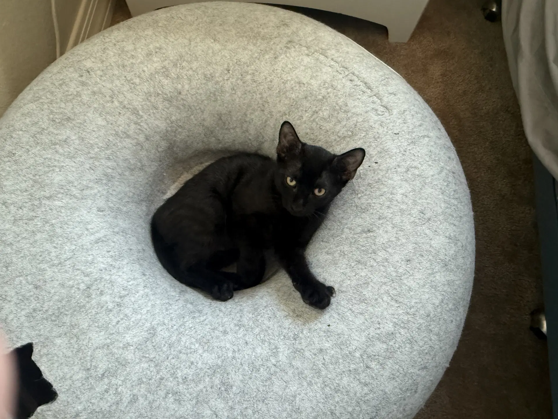 Pumpernickel image 2