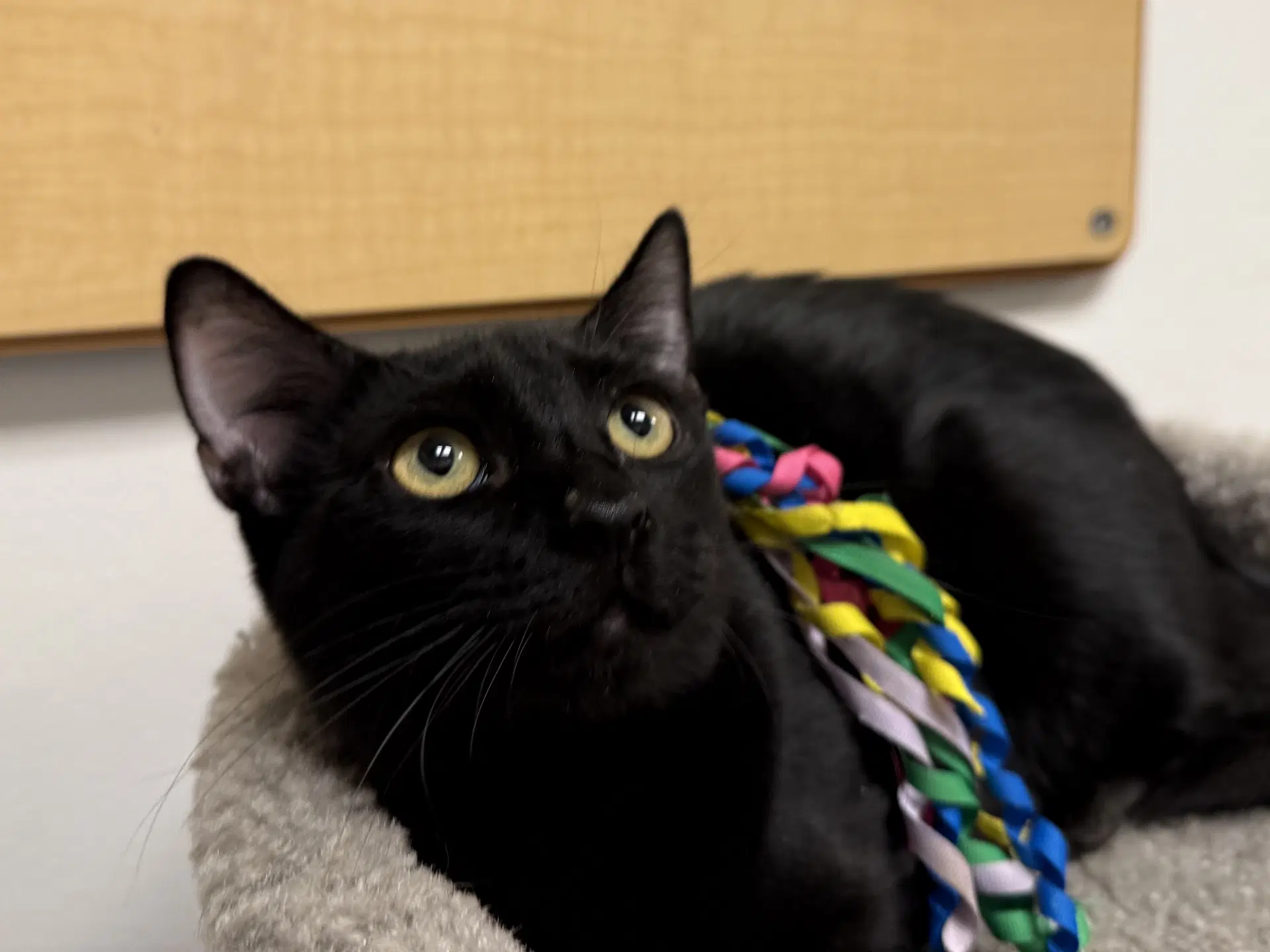 Baguette - Domestic Short Hair