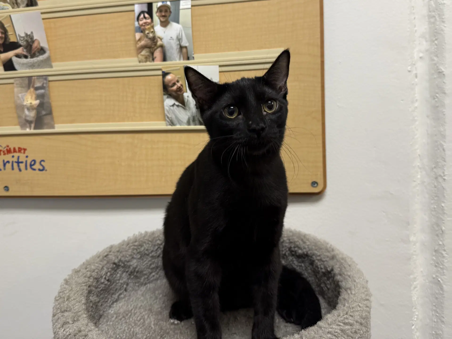 Ciabatta - Domestic Short Hair