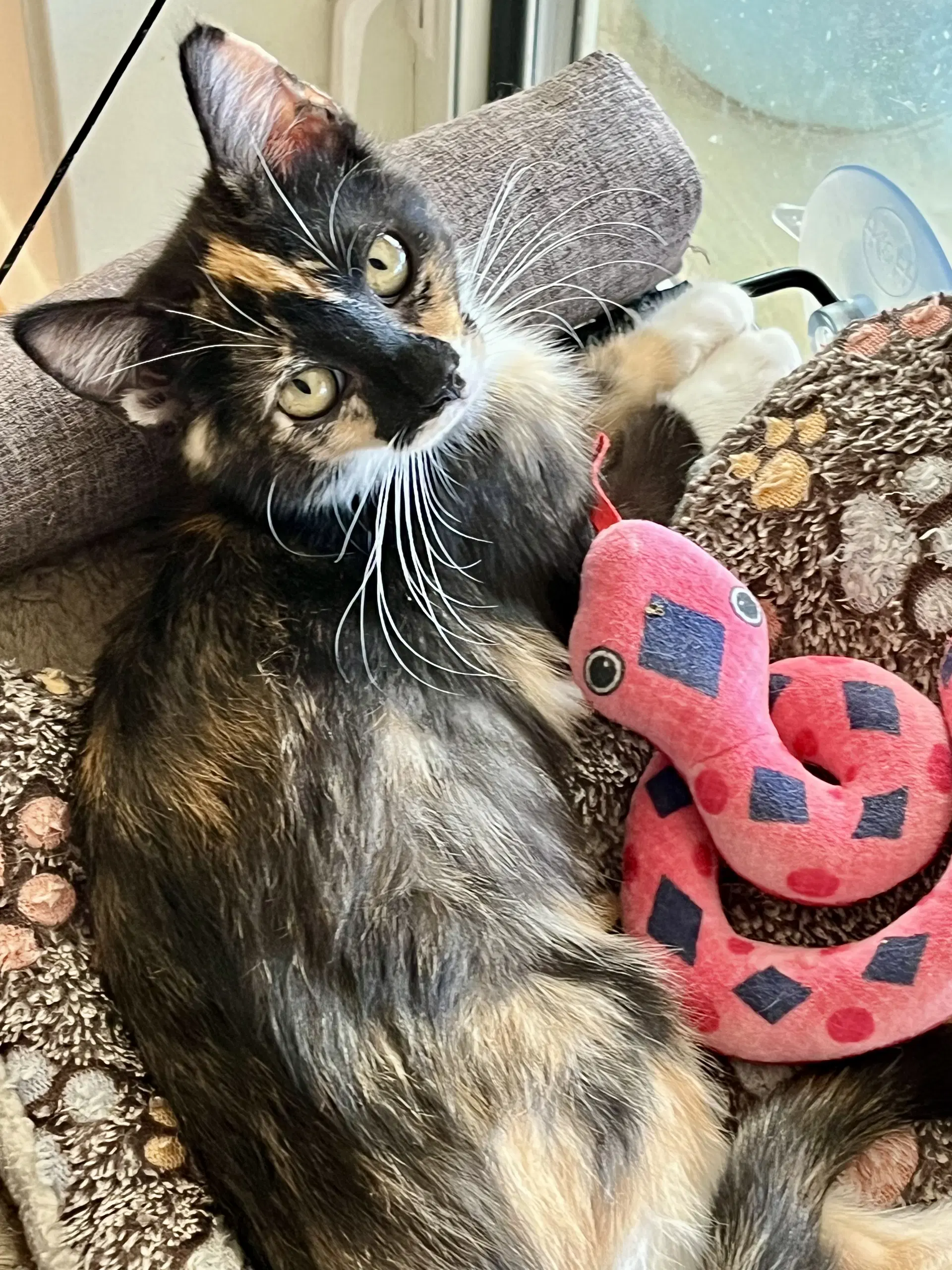 Darla - Domestic Medium Hair