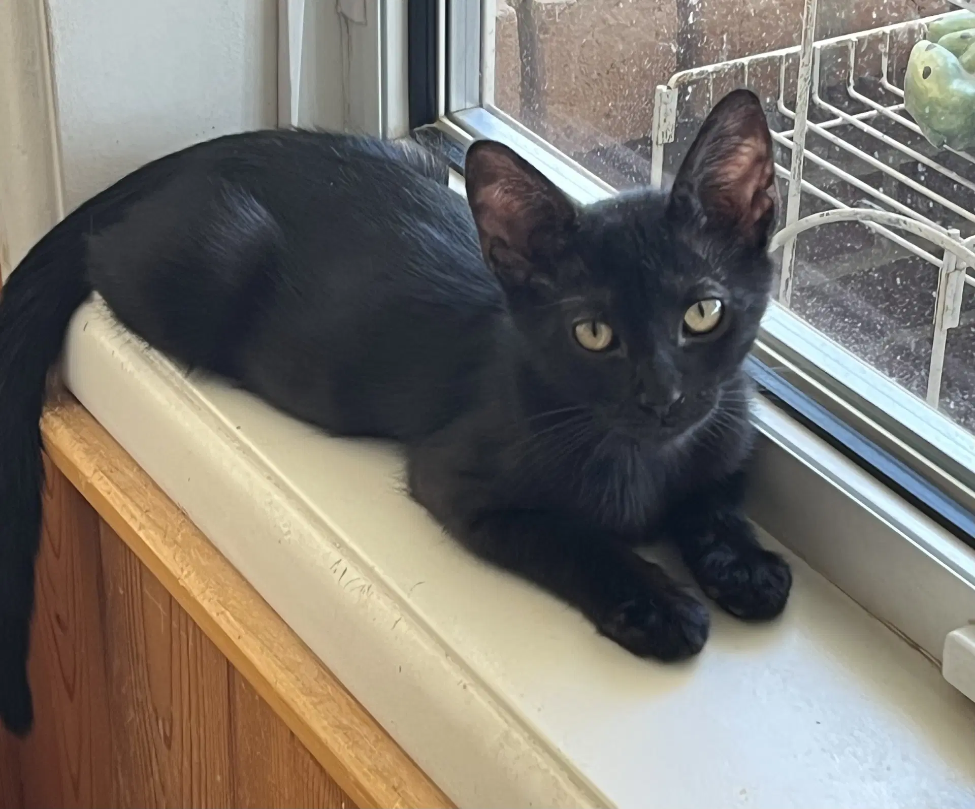 Buckie - Domestic Short Hair