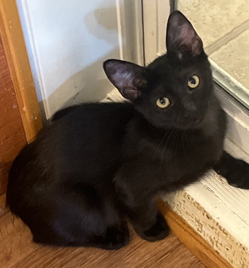 picture of the cat needing adoption