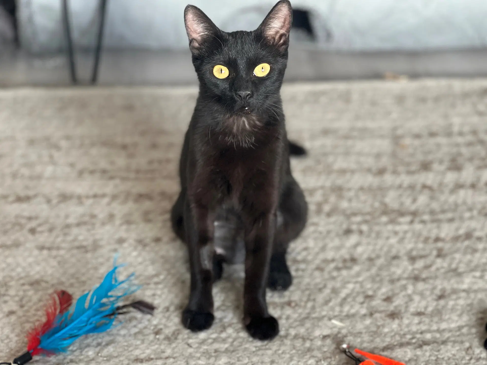Iman - Domestic Short Hair