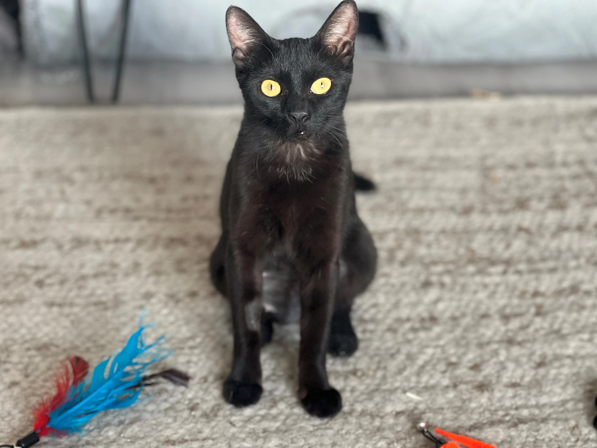 Iman