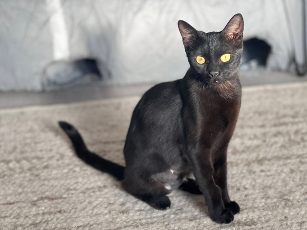 Iman