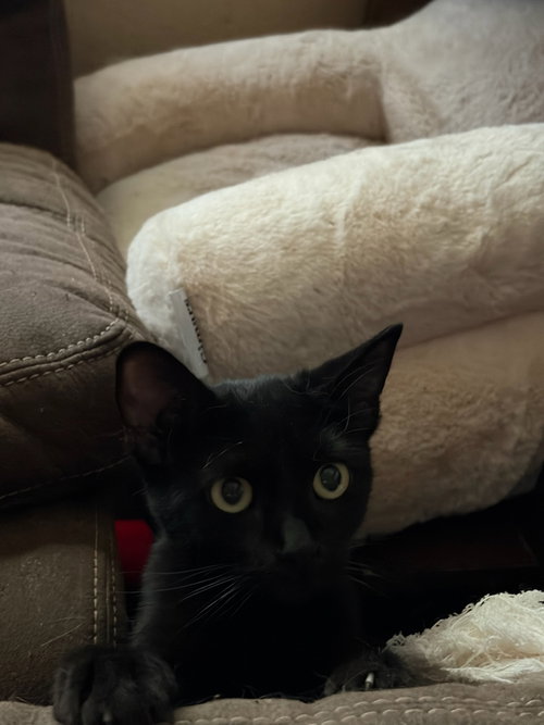 Canberra, a cat for adoption from Cool Cats Rescue
