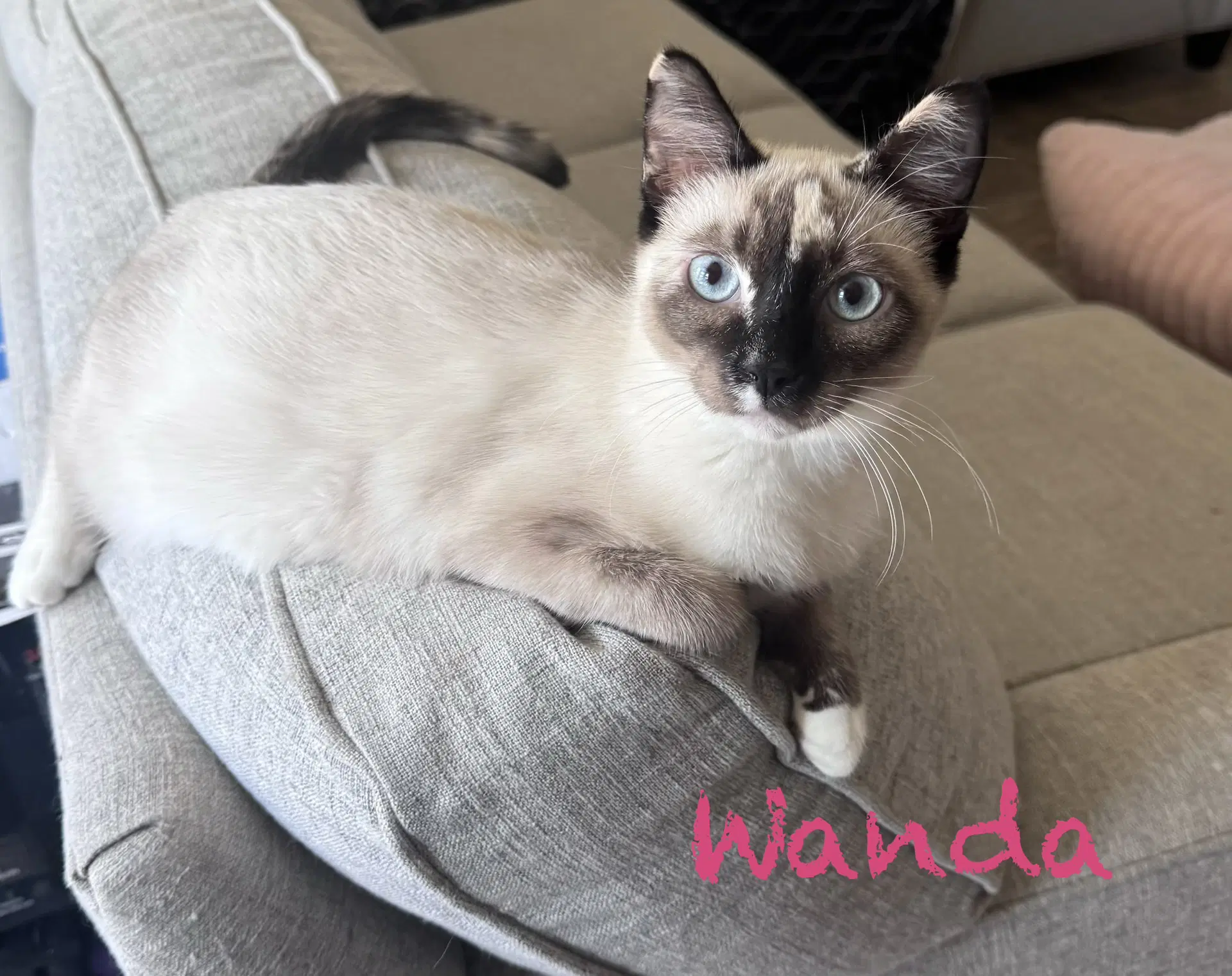 Wanda image 1