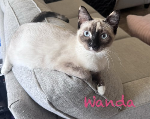 Wanda, a cat for adoption from Cool Cats Rescue
