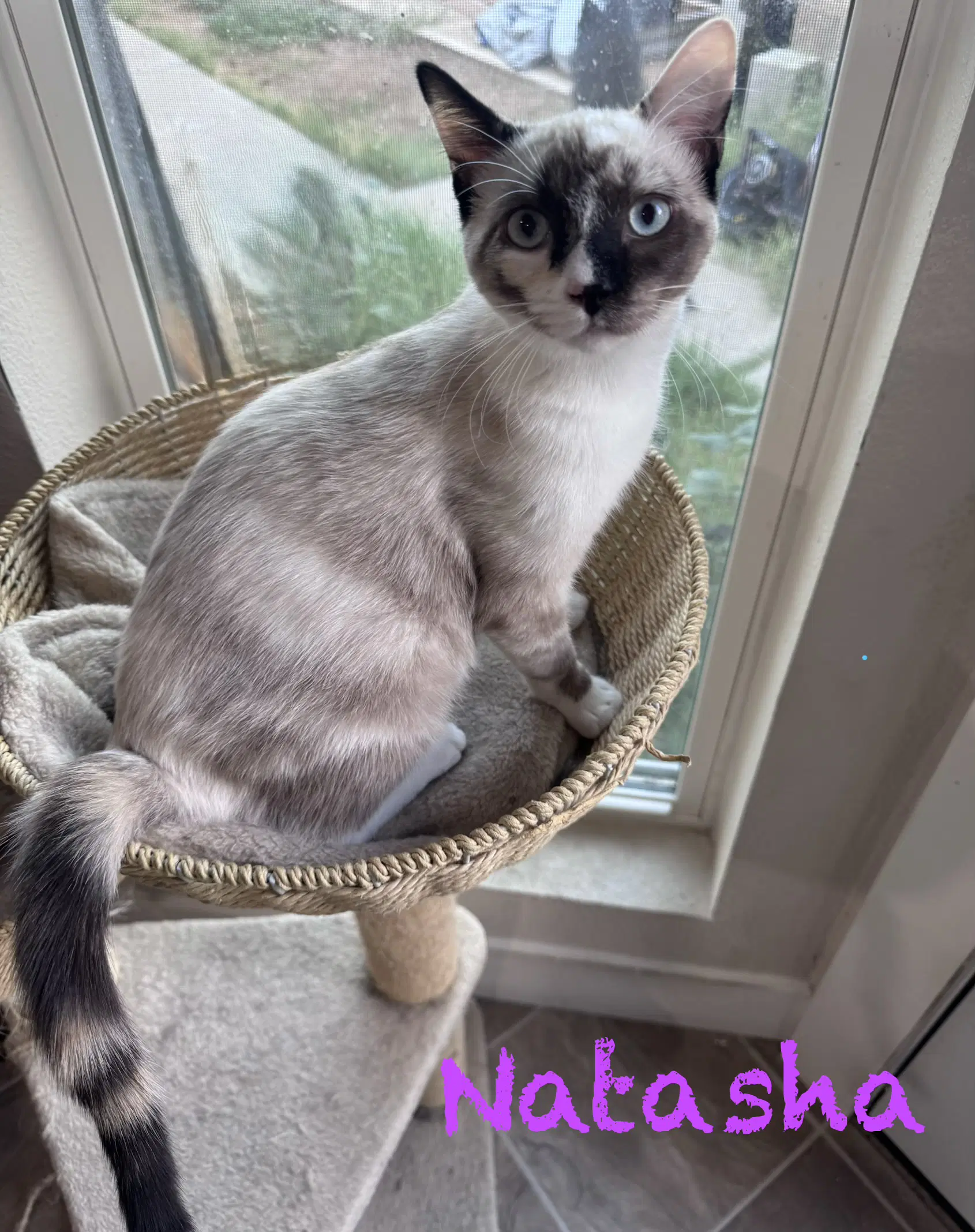 Natahsa - Siamese